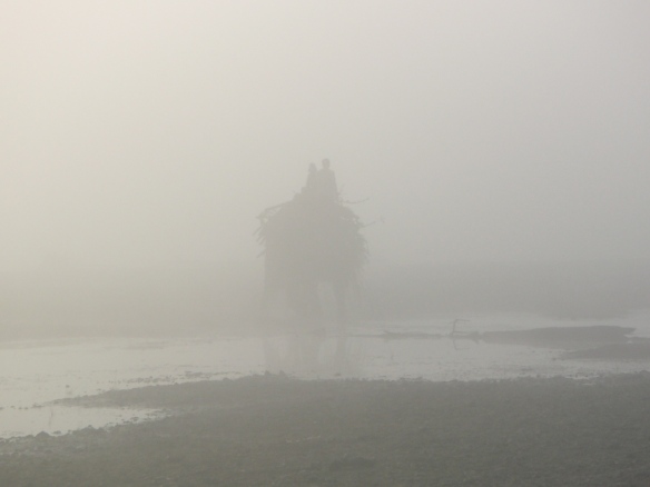 Elephant in the mist...